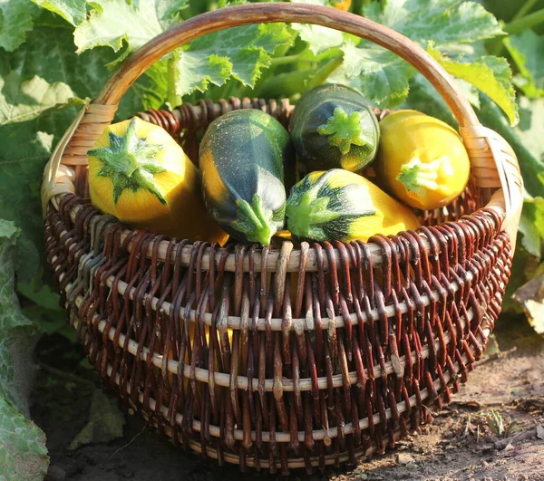 Zucchini Oogsten Verse Pompoen Mand Verse Pompoen Uit Tuin Geplukt — Stockfoto