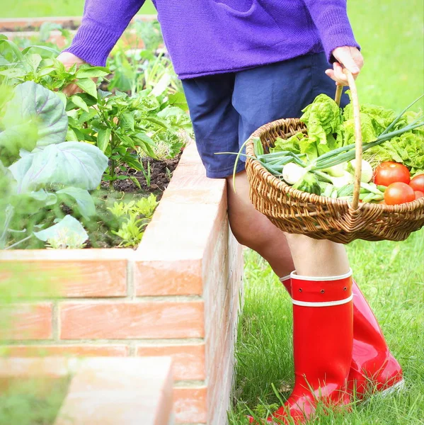 Mujer Jardinero Recogiendo Verduras Camas Plantadas Jardinería Huerto Urbano Cultivando —  Fotos de Stock