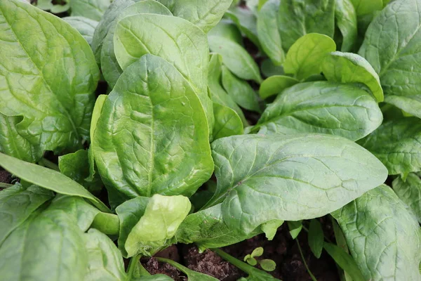 Feuilles Fraîches Biologiques Épinards Poussant Dans Jardin — Photo