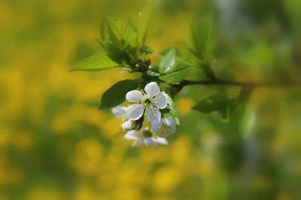 Flowers Cherry Blossoms Spring Day — Stock Photo, Image