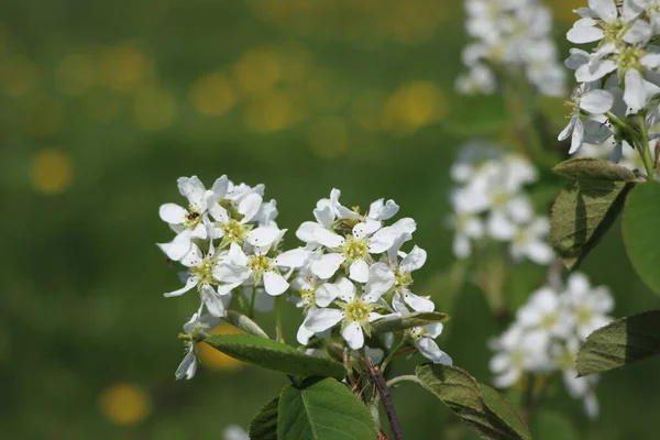 Amelanchier Bush Bloom Also Known Shadbush Shadwood Shadblow Springtime — Stock Photo, Image