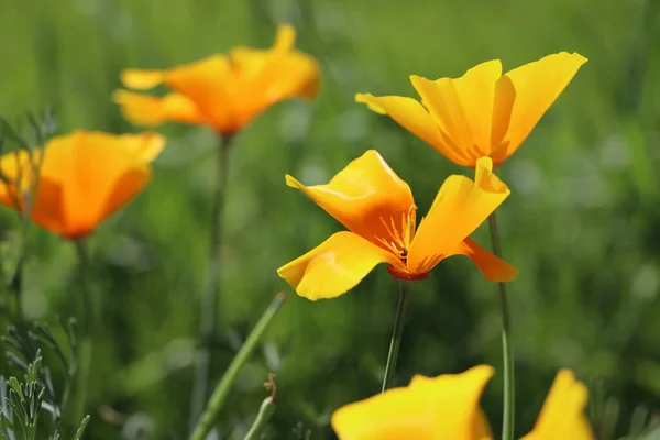 Flores Amarillas Eschscholzia Californica Amapola Californiana Dorada Taza Oro Planta — Foto de Stock