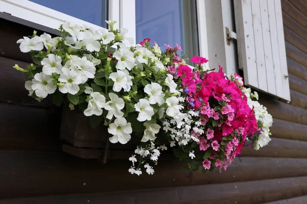 Window box full of colorful petunias . Pink and white flowering plants in a flower box in the window sill .