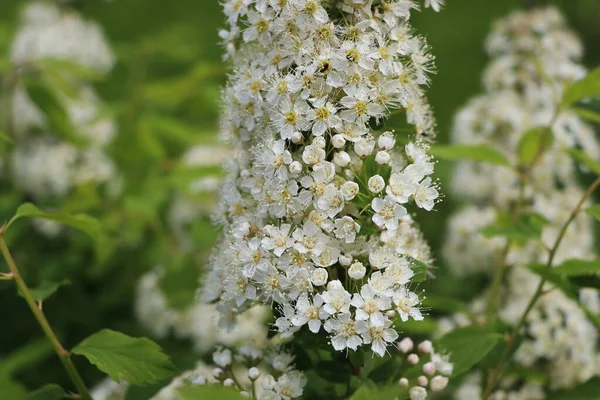 White Flowering Shrub Background Spiraea Bush Soft White Flowers Spring — Stock Photo, Image