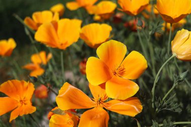Eschscholzia California 'nın sarı çiçekleri ya da altın kaliforniya gelinciği, bir fincan altın, papaveraceae familyasındaki çiçek bitkisi. Seçici odak.