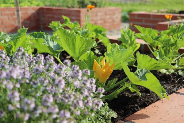 Ein Moderner Gemüsegarten Mit Hochbeeten Hochbeete Gartenarbeit Einem Städtischen Garten — Stockfoto