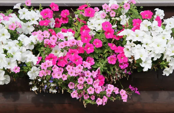 Окно Полное Разноцветных Петуний Розовые Белые Цветущие Растения Цветочной Коробке — стоковое фото