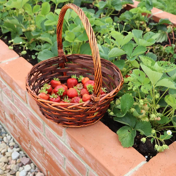 Ein Moderner Gemüsegarten Mit Hochbeeten Hochbeete Bei Der Gartenarbeit Einem — Stockfoto