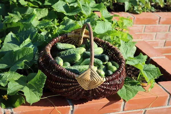 A modern vegetable garden with raised briks beds . .Raised beds gardening in an urban garden growing plants, herbs, spices, berries and vegetables zucchini . Full basket of cucumbers .