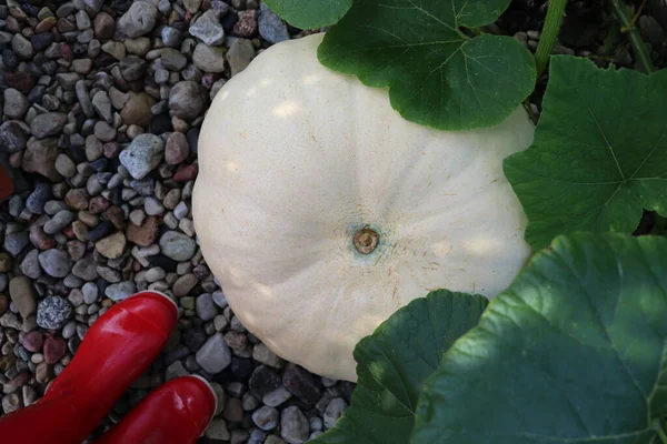 Grande Abóbora Branca Crescendo Cama Jardim Moderno Colher Legumes Orgânicos — Fotografia de Stock