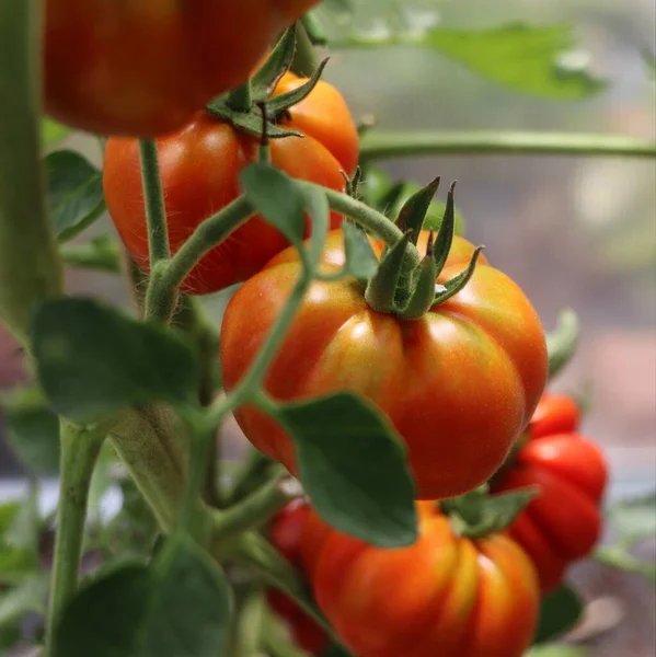 Belos Tomates Planta Ramo Casa Verde Tomates Orgânicos — Fotografia de Stock