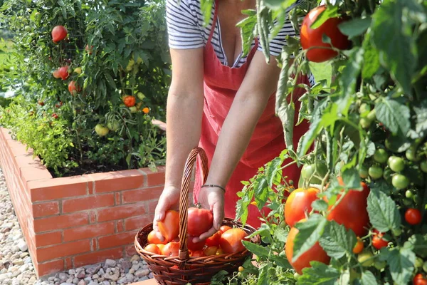 Woman gardener picking vegetables .Raised beds gardening in an urban garden growing plants herbs spices berries and vegetables. A modern getable garden with raised bricks beds .