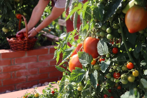 Wanita Tukang Kebun Memetik Sayur Sayuran Tempat Tidur Yang Dibesarkan — Stok Foto