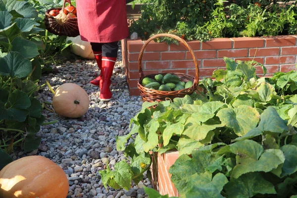 Mulher Jardineiro Colhendo Verduras Camas Erguidas Jardinagem Jardim Urbano Plantas — Fotografia de Stock