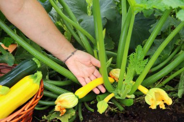 Sebze bahçesinde kabak hasat ediyorum. Elinde kabak tutan bir kadın. Organik tarım .