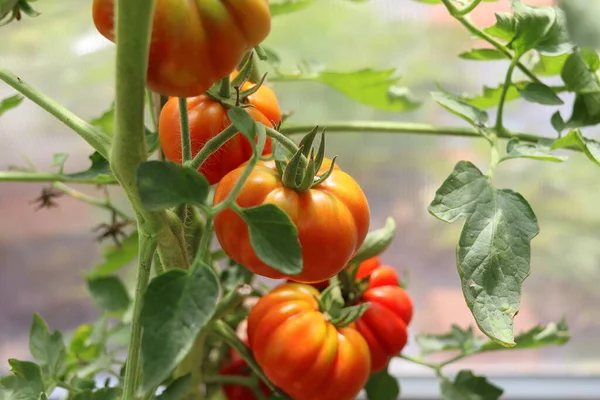 Όμορφες Κόκκινες Ντομάτες Στο Κλαδί Στο Πράσινο Σπίτι Βιολογικές Ντομάτες — Φωτογραφία Αρχείου
