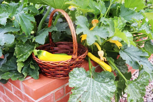 Uma Moderna Horta Com Camas Tijolos Levantados Camas Levantadas Jardinagem — Fotografia de Stock