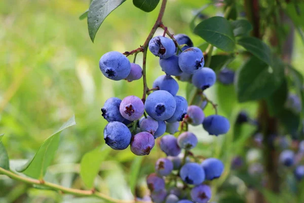 Mirtilos Amadurecer Mato Arbusto Mirtilos Cultivar Bagas Jardim Close Arbusto — Fotografia de Stock