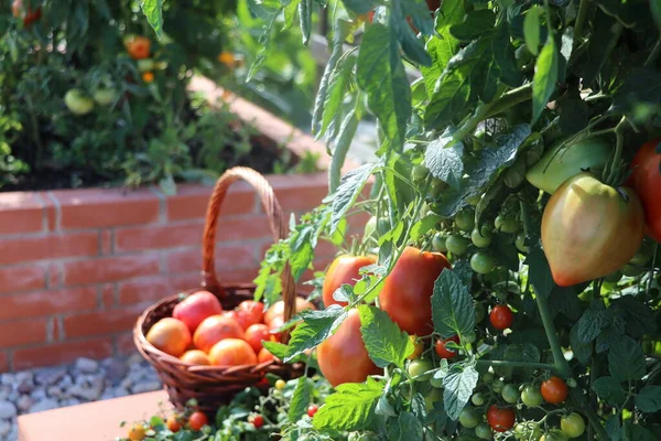 Full Basket Red Organic Tomatoes Raised Beds Gardening Urban Garden — Stock Photo, Image