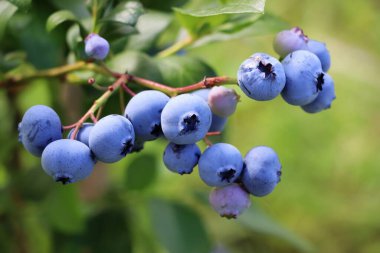 Yaban mersini çalılıklarda olgunlaşır. Yaban mersini çalısı. Bahçede çilek yetiştirmek. Yaban mersini çalıyakın çekim, Vaccinium corymbosum.