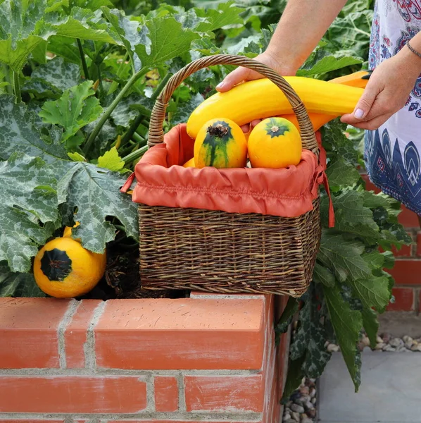 Zucchini Oogsten Een Moderne Moestuin Met Verhoogde Stenen Bedden Verhoogde — Stockfoto