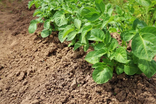 Tarlada Sıralanmış Yeşil Patates Bitkisi — Stok fotoğraf