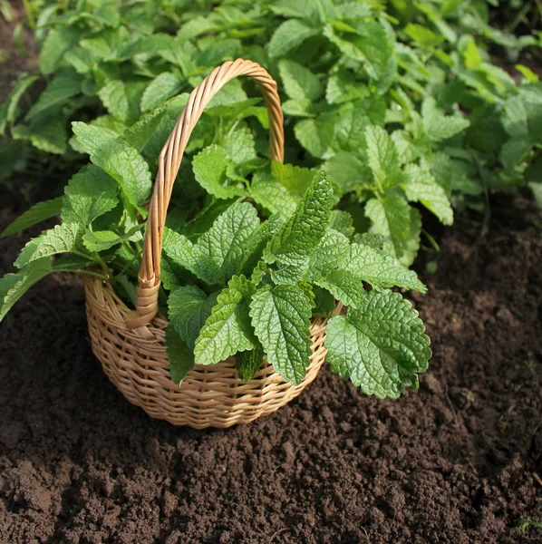 Fresh organic mint in  the basket — Stock Photo, Image