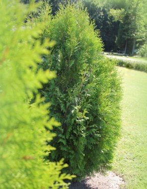 Yeşil Mazı orientalis elwangeriana aurea