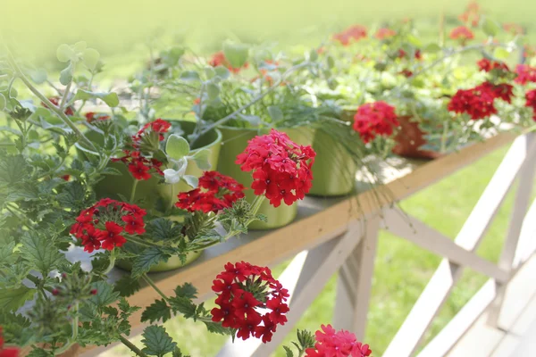 Beautiful red Verbena flowers on terrace — Stock Photo, Image