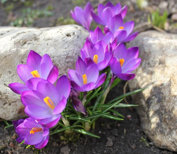 Krokusblüten (crocus vernus) — Stockfoto