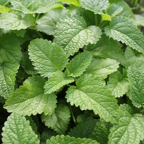 Fresh mint plant — Stock Photo, Image