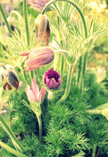 Vintage photo of  spring pasque flowers — Stock Photo, Image