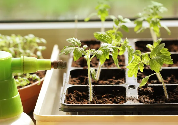 Young plant of tomato growing in a tray — Stock Photo, Image