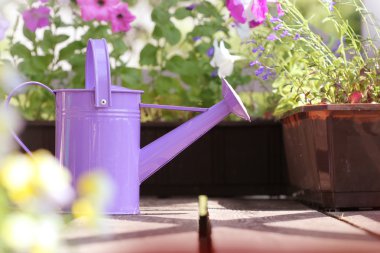 watering can and flowers growing in pots