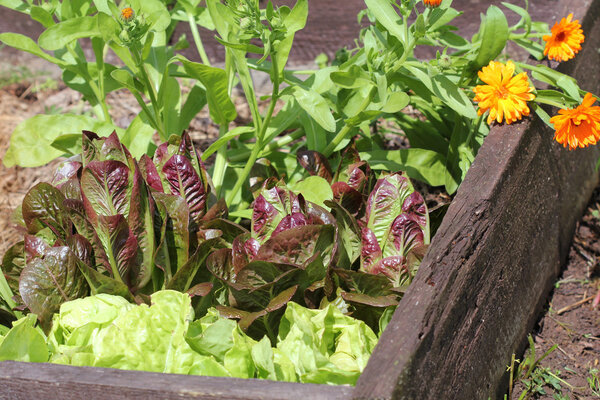 овощи, растущие на садовой кровати
