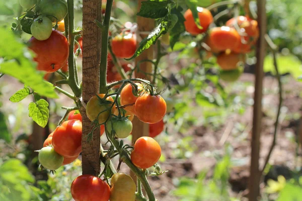 Plante de tomate poussant dans le jardin — Photo