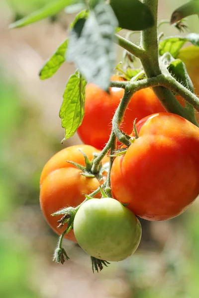 Röda tomater — Stockfoto