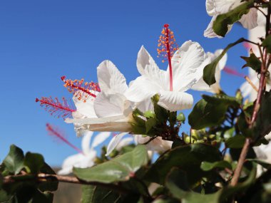 Güzel beyaz amber çiçekleri mavi gökyüzüne karşı