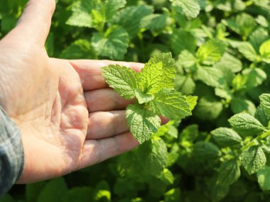 Çiftçilerin çiftliklerinde taze nane yaprakları ve sağlıklı besin maddeleri bulunur.