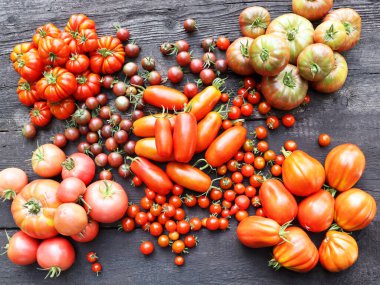 Farklı türde domatesler. Renkli domatesler arkaplan.