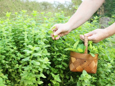 Çiftçi çiftlikte taze nane yaprağı kesiyor, sağlıklı besin maddeleri.