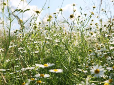 Beyaz papatya ya da papatya çiçekli yeşil tarla