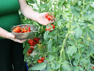 Çiftçi malzeme çekme domates. Sebze tarımı. Bahçe kavramı