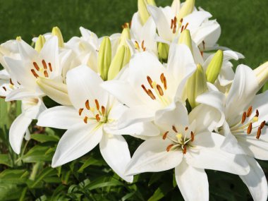 Arka planda yeşil yapraklı güzel beyaz zambak çiçeği..