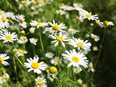 Çiçek açan tıbbi odalarla güzel bir doğa sahnesi. Alternatif tıp.