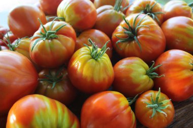 Olgun kırmızı domatesler. Köy pazarı organik domatesler. Taze domates.