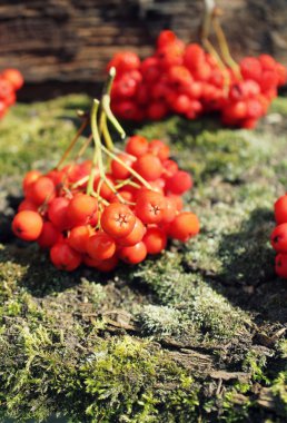 bunch of rowan berries clipart