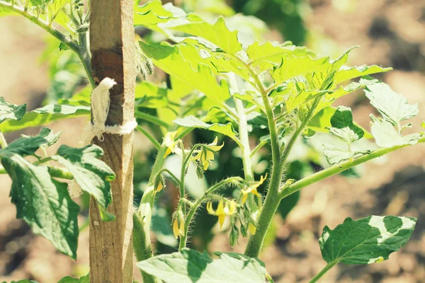 Bahçede büyüyen domates genç bitki — Stok fotoğraf