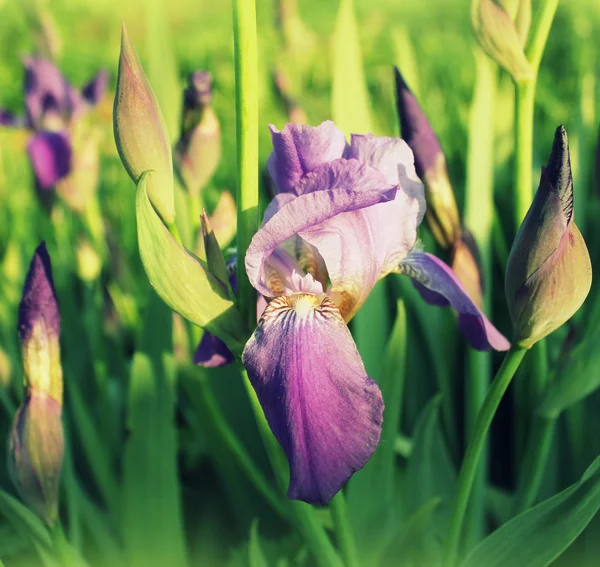 Flores da íris azul no jardim — Fotografia de Stock