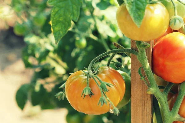 Красные помидоры растут в саду — стоковое фото